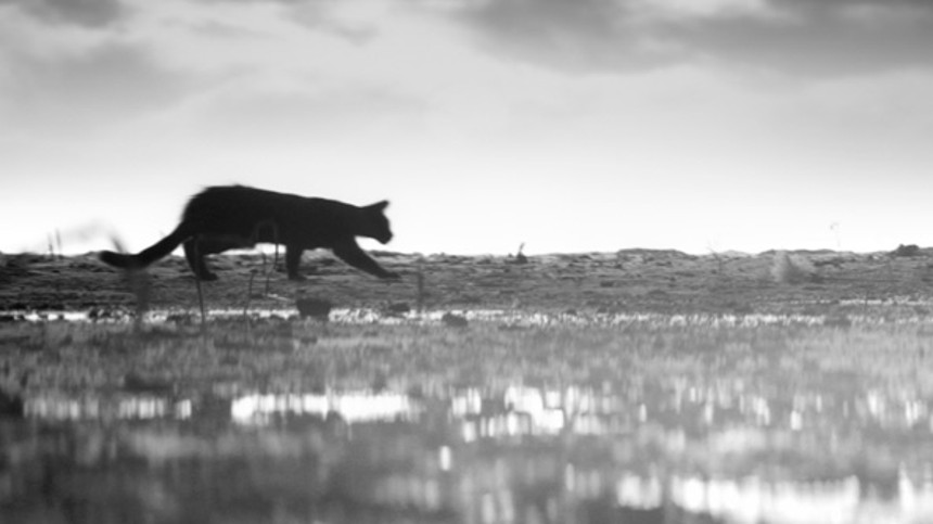 Danske talentfilm skuffer fælt