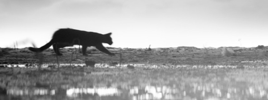 Danske talentfilm skuffer fælt