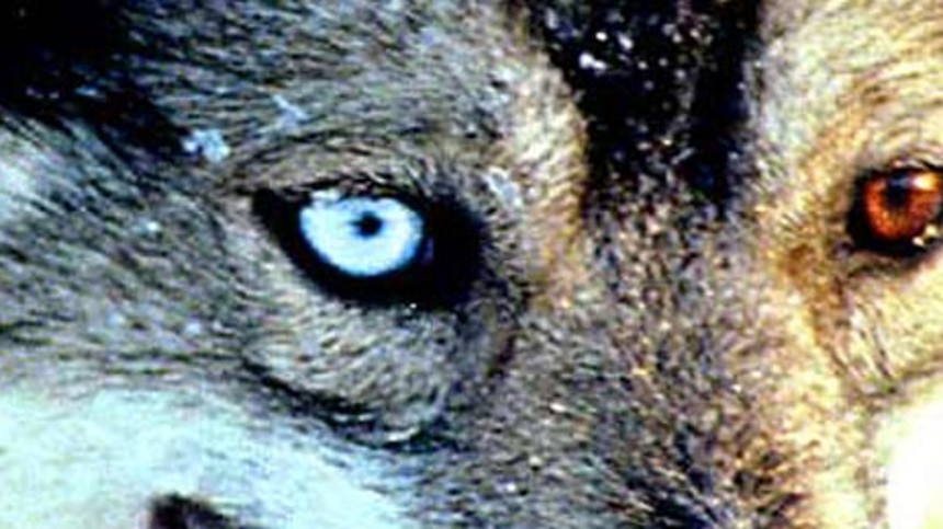 Interiør. Rækkehus. Dag