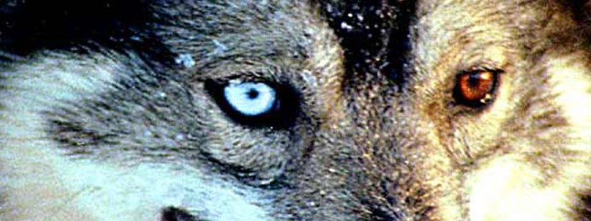 Interiør. Rækkehus. Dag