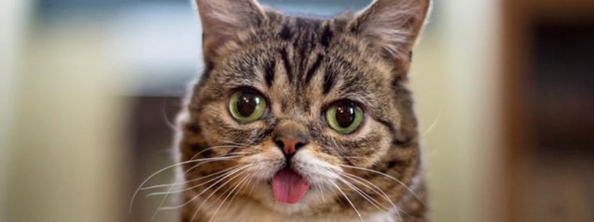 Kendiskatte går til filmen