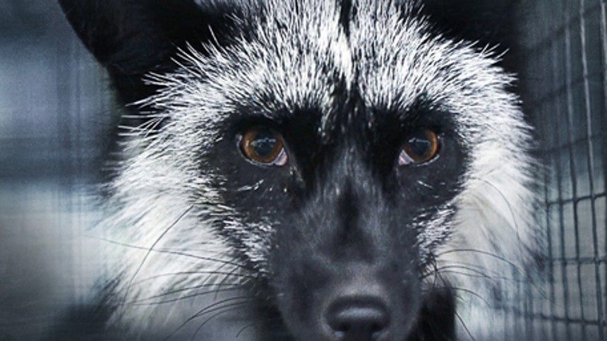 Ekko udgiver dokumentar om dyremisrøgt