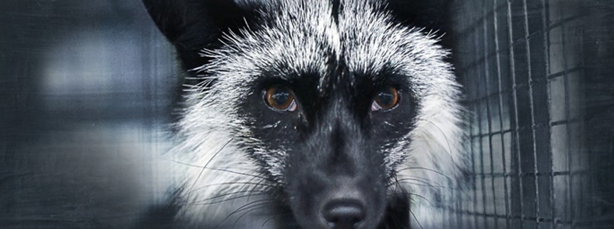 Ekko udgiver dokumentar om dyremisrøgt