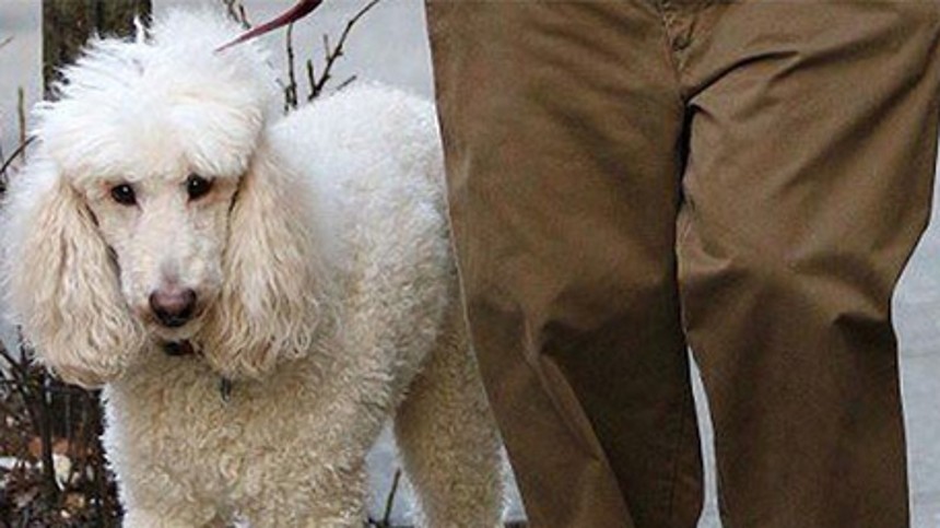 Netflix vinder prisen for bedste hund i Cannes