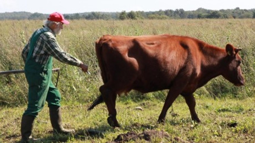Dokumentarhelt dømt for dy­re­mis­hand­ling