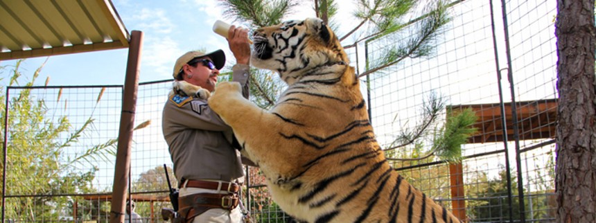 Mere Tiger King på vej