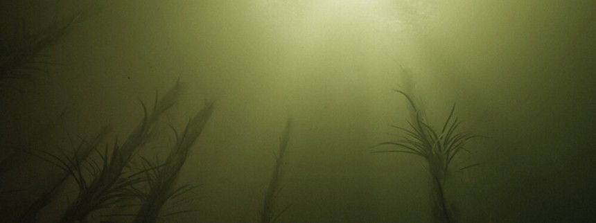 Opslugt af et virtuelt hav