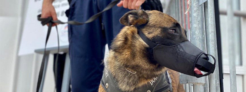 Hunde til kamp mod corona