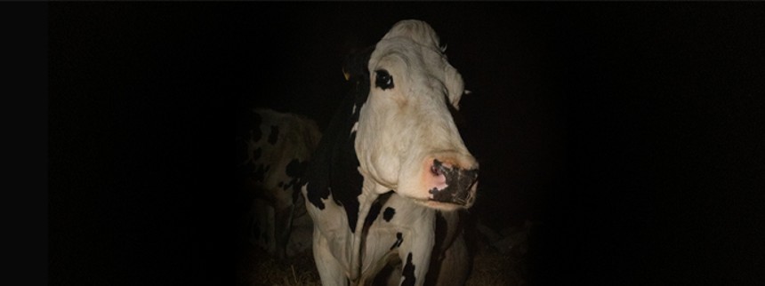 Smerte og skønhed i køernes verden