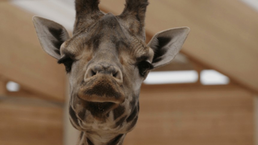 Max Kestner og giraf åbner Cph:Dox