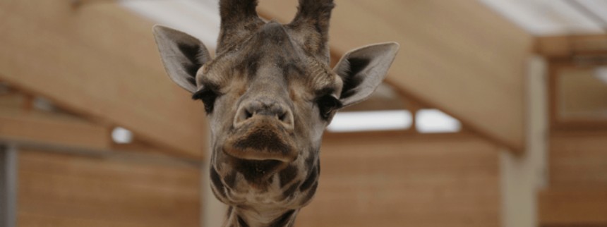 Max Kestner og giraf åbner Cph:Dox