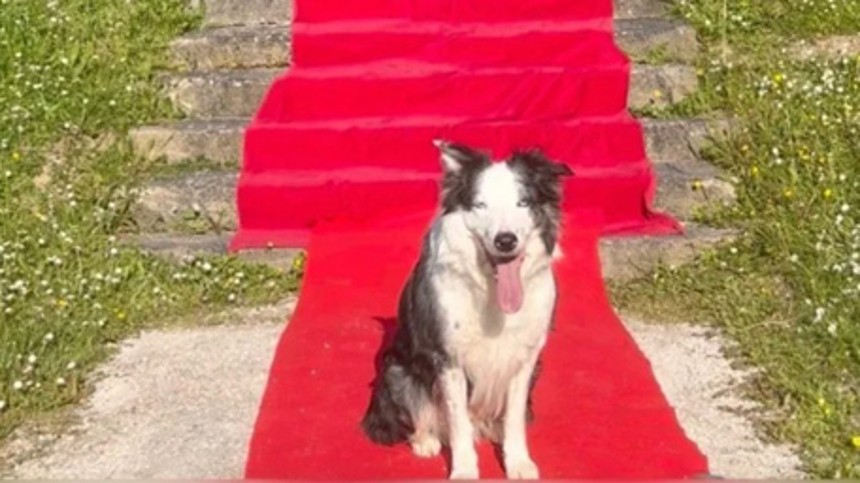 Messi vinder Palm Dog