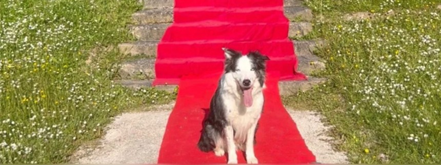 Messi vinder Palm Dog