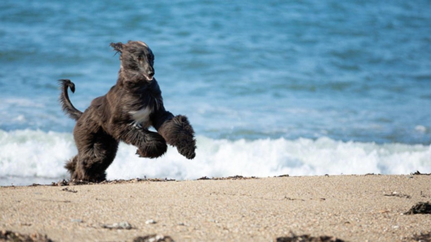 Ferieparadis for firbenede venner