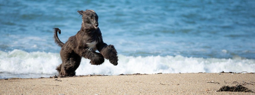 Ferieparadis for firbenede venner