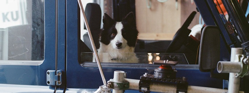 Palme til Palmásons Panda