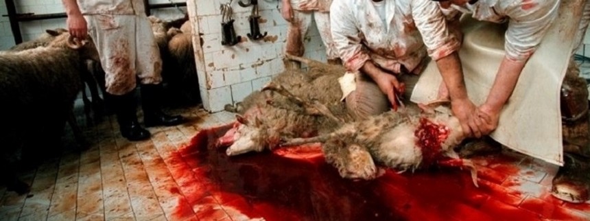 Debutanter er da noget, man slagter