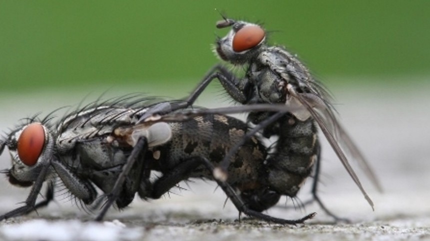 Læsernes ynkelige flueknepperi