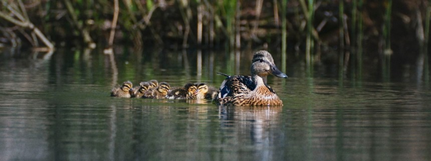Vilde vidunderlige Danmark