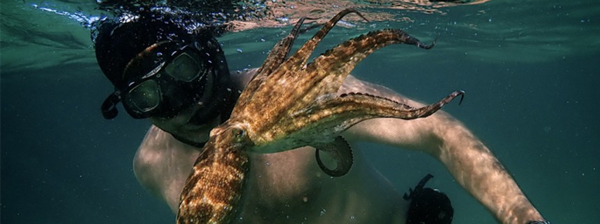 Hvad jeg lærte af en blæksprutte