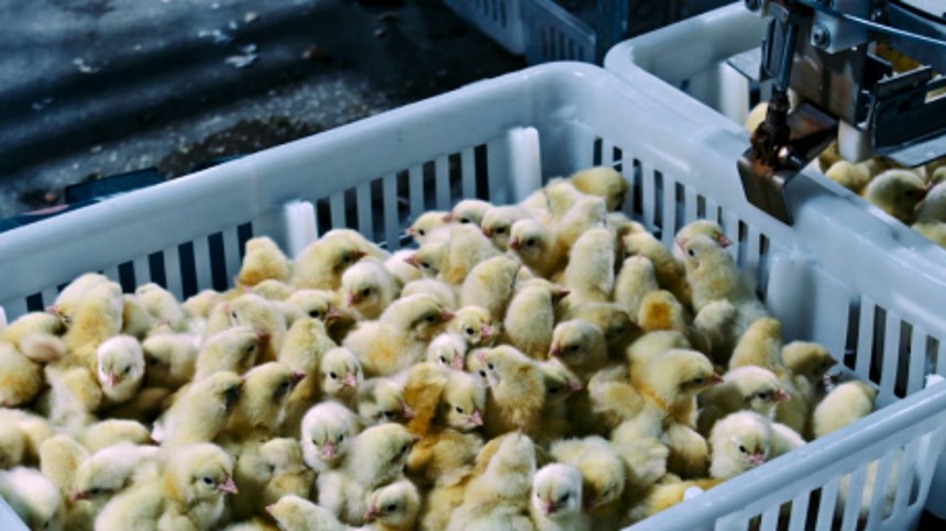 Poisoned: The Dirty Truth About Your Food