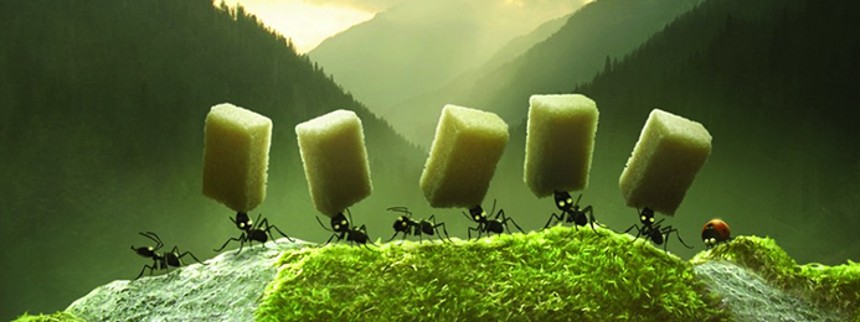 Minisekterne – kampen om myrernes dal