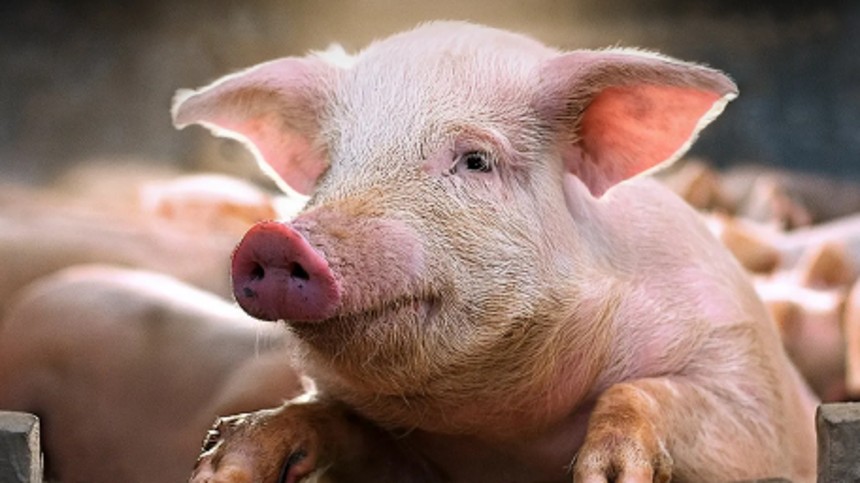 Hvis grise kunne tale