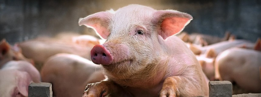 Hvis grise kunne tale