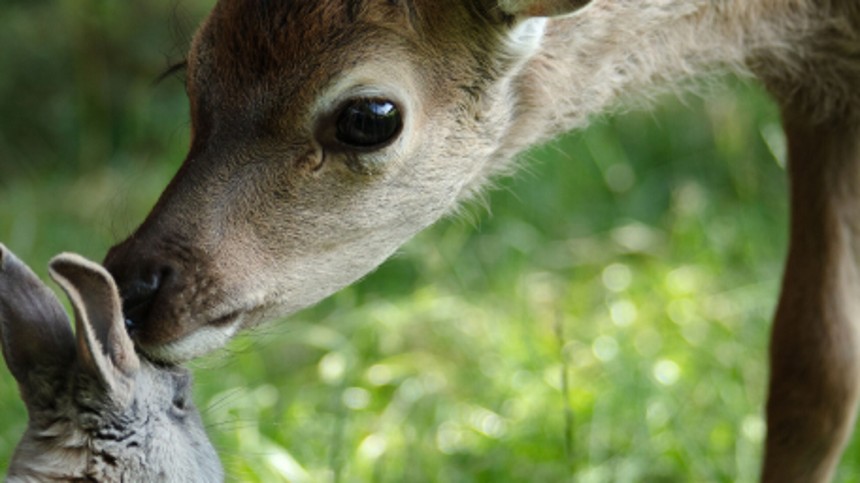 Bambi: Livet i skoven