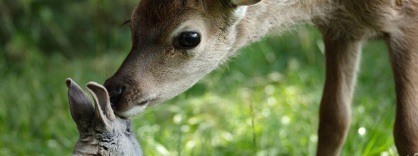 Bambi: Livet i skoven