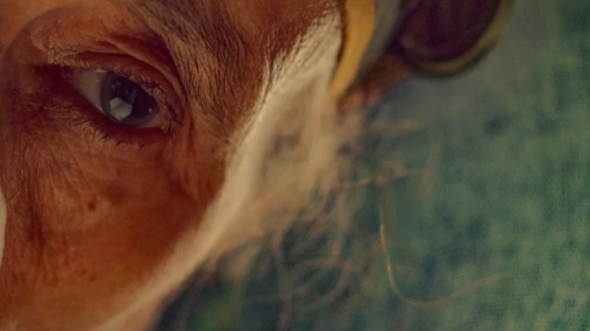 The Mother of All Lies