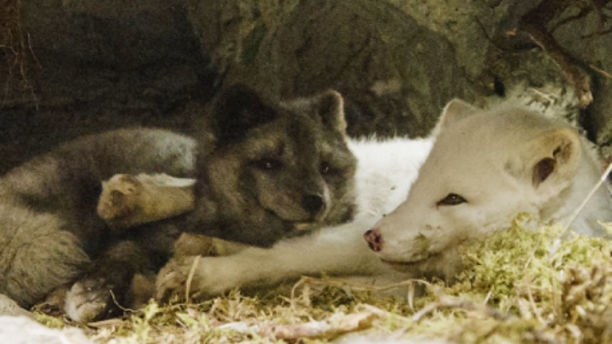 Kina & Yuk – Et arktisk eventyr