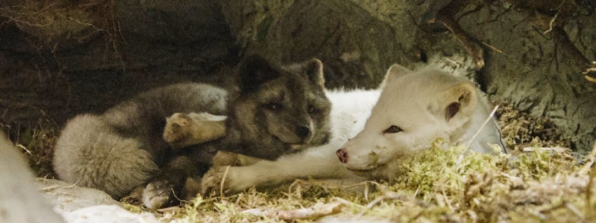 Kina & Yuk – Et arktisk eventyr