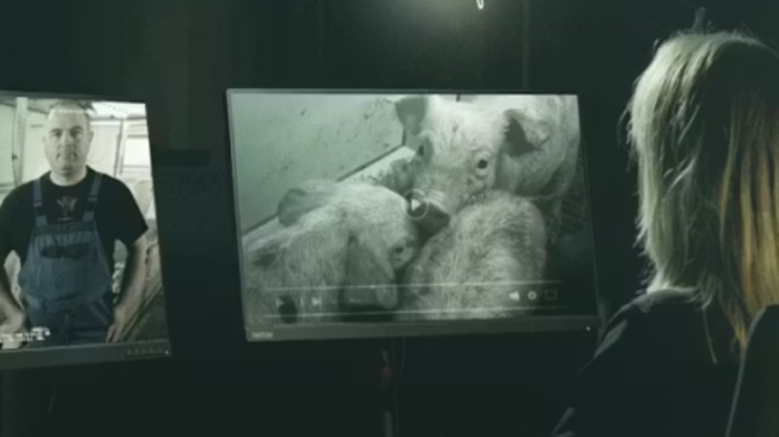 Hvem passer på grisene?