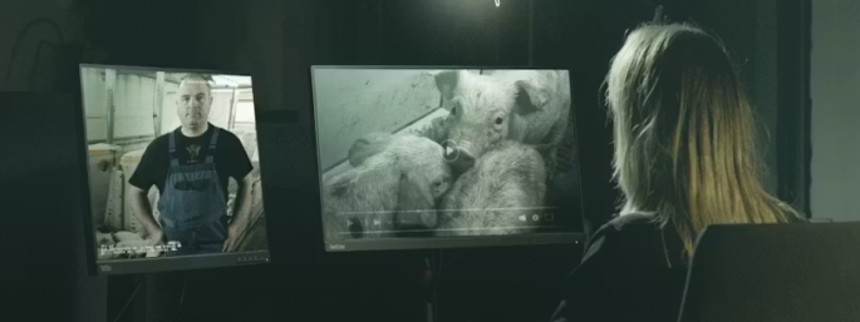 Hvem passer på grisene?